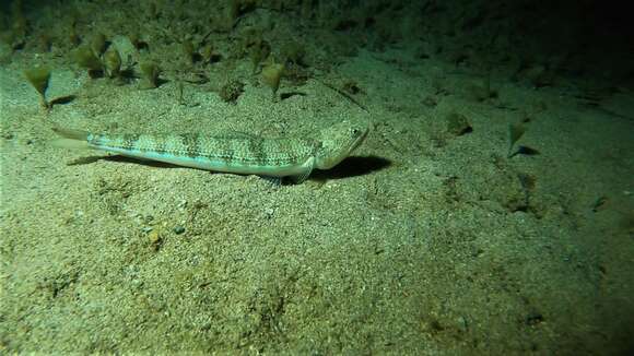 Image of Atlantic Lizardfish