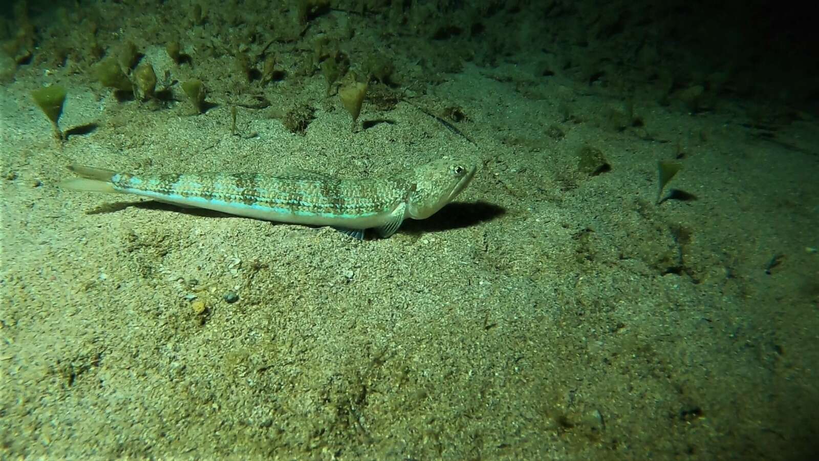 Image of Atlantic Lizardfish