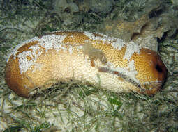 Image of Brown Sandfish