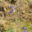 Image of Delphinium cheilanthum Fisch. ex DC.