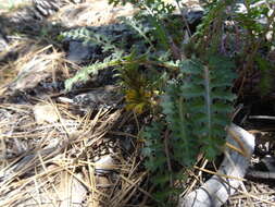 Imagem de Pedicularis semibarbata A. Gray