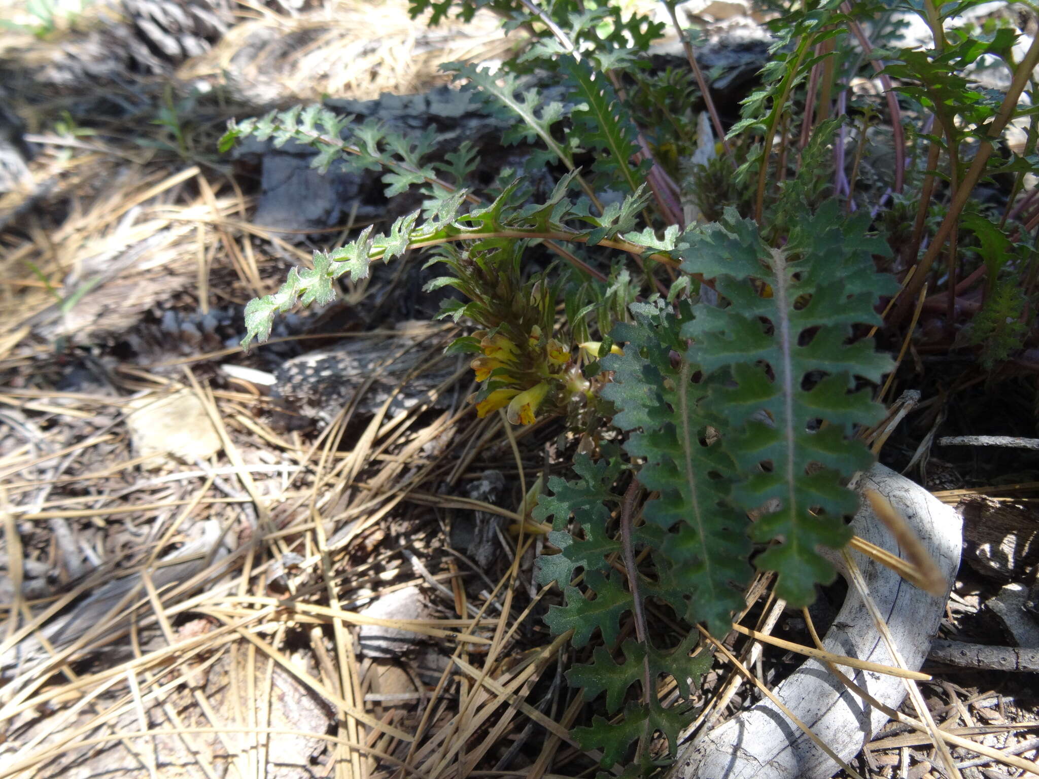 Imagem de Pedicularis semibarbata A. Gray