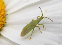 صورة Brotheolus viridis (Distant 1902)