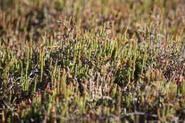 Image de Salicornia quinqueflora subsp. quinqueflora