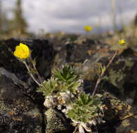 Image de Potentilla subvahliana B. A. Jurtzev