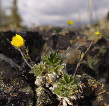 Image of Potentilla subvahliana B. A. Jurtzev