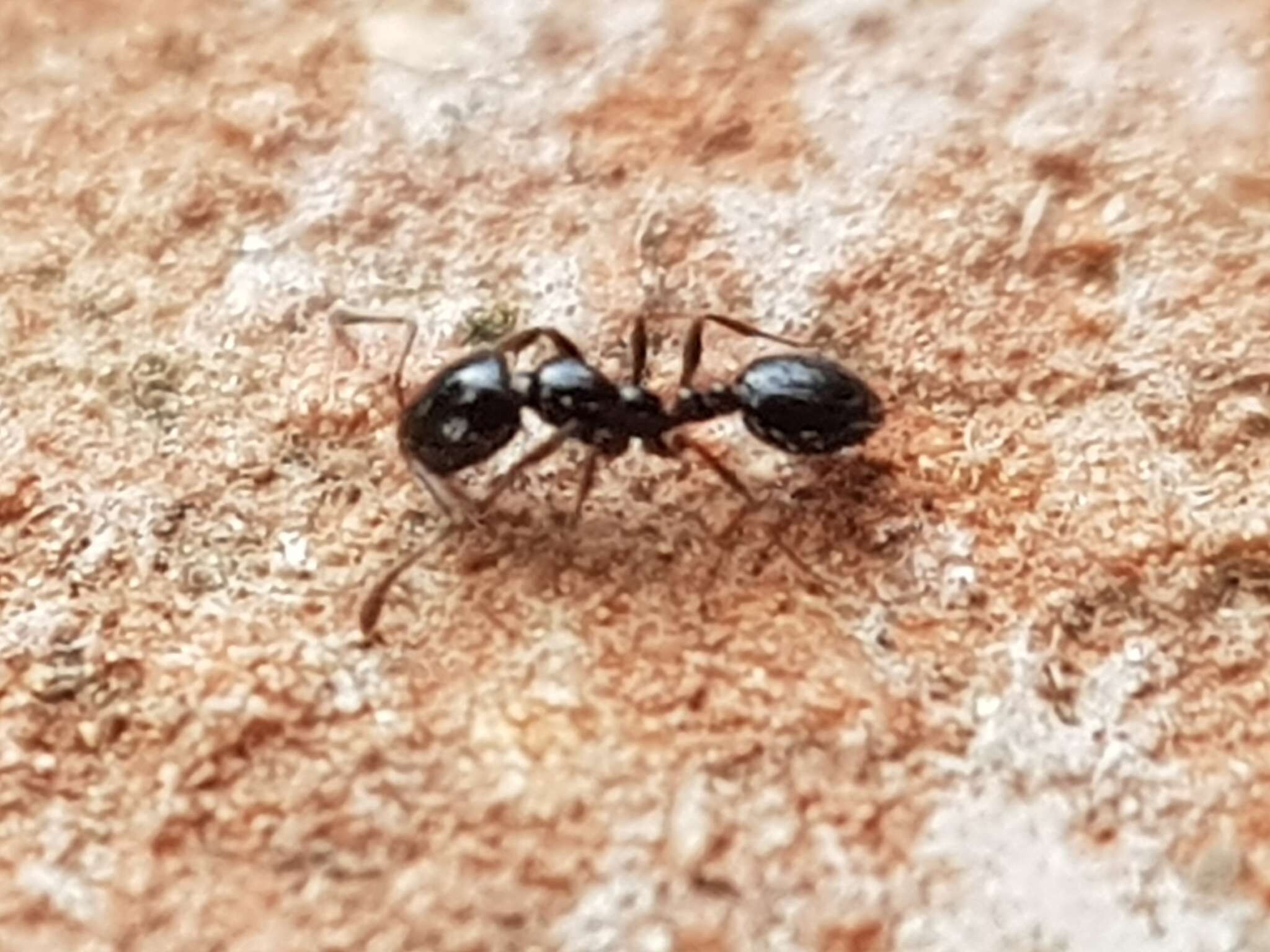 Image of Monomorium carbonarium (Smith 1858)