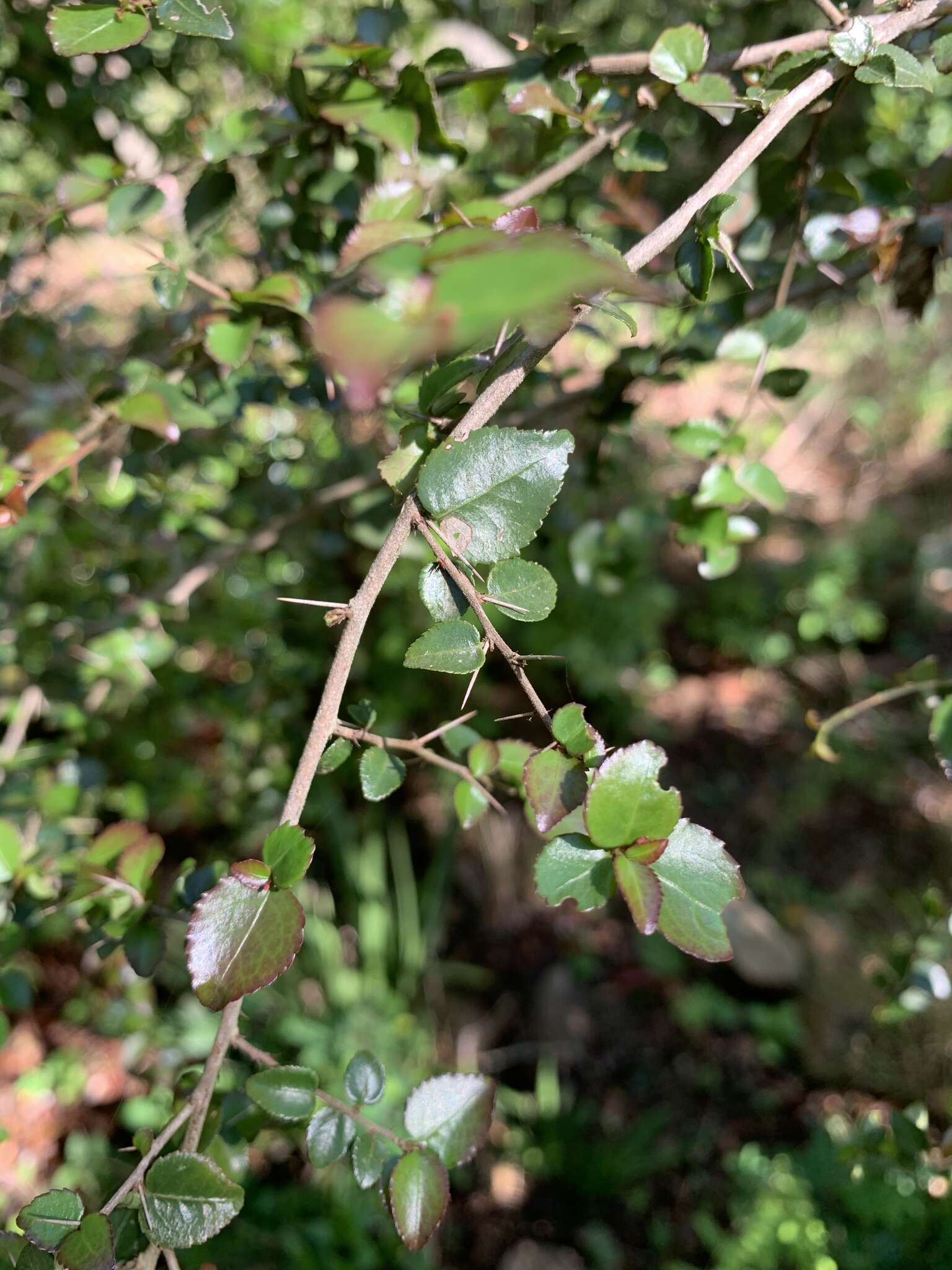 Image of Gymnosporia rubra (Harv.) Loes.