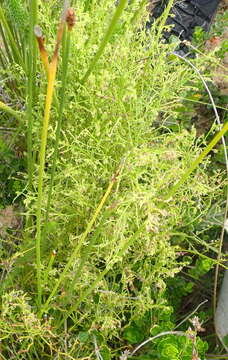 Image of Adenocline pauciflora Turcz.