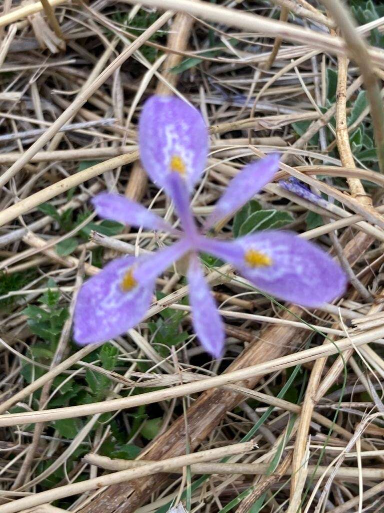 Image of Moraea simulans Baker