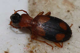 Sivun Agonum (Olisares) quadrimaculatum (G. Horn 1885) kuva