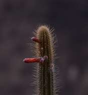 Image of Cleistocactus pungens F. Ritter