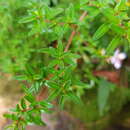 Sivun Monochaetum linearifolium F. Almeda kuva