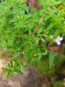 Sivun Monochaetum linearifolium F. Almeda kuva