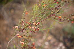 Image of <i>Daviesia ulicifolia</i> subsp. <i>incarnata</i>
