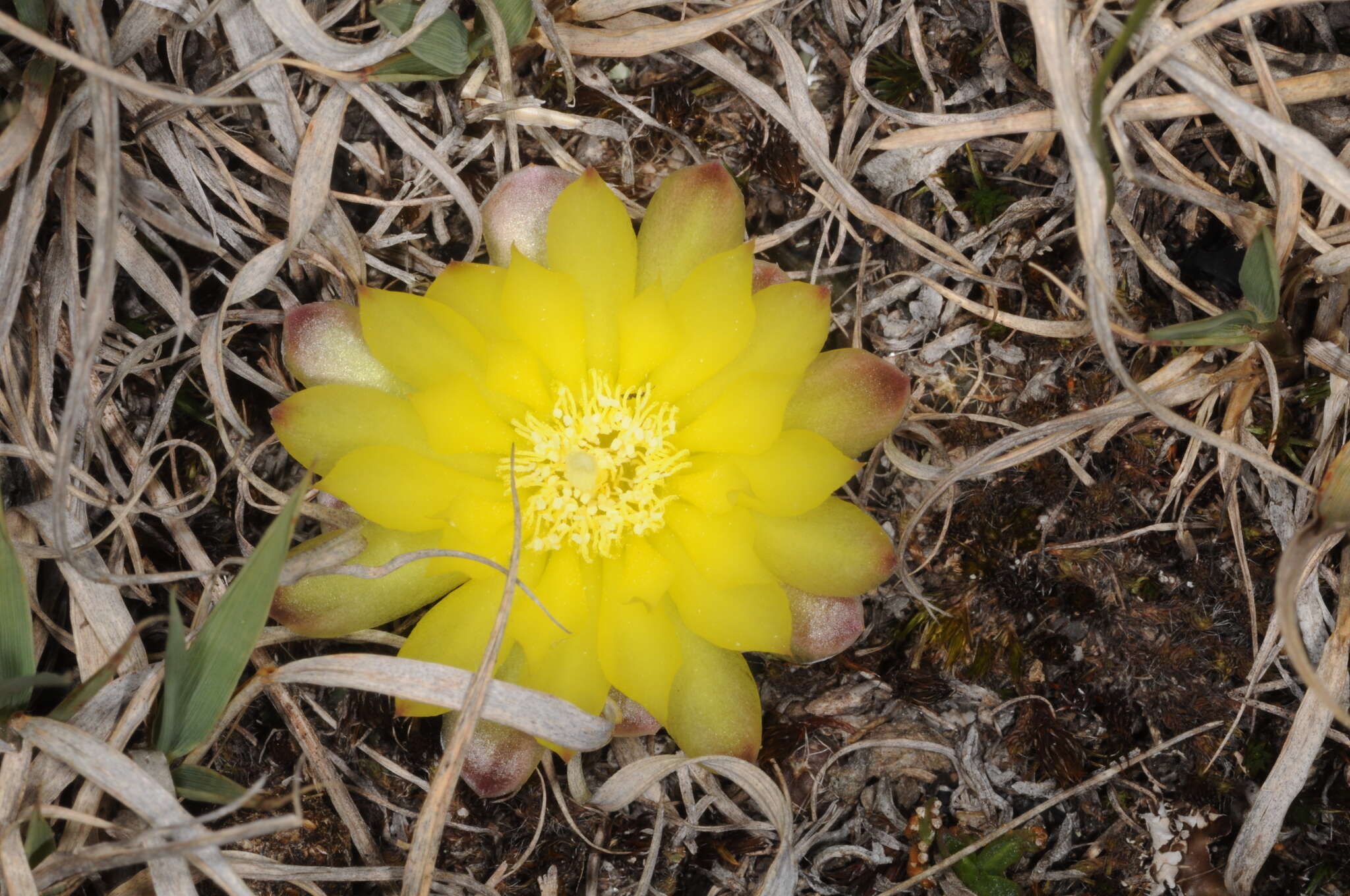 Image of Gymnocalycium andreae (Boed.) Backeb.