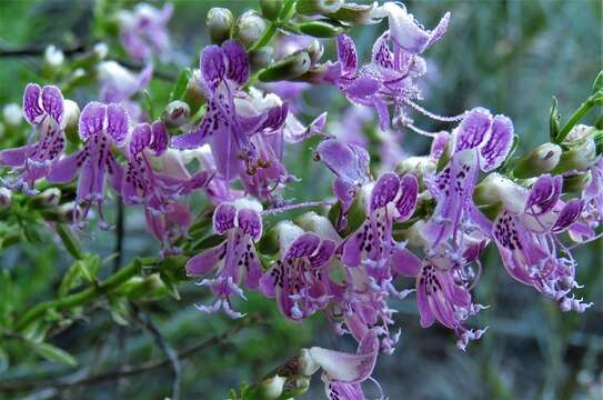 Imagem de Dicerandra frutescens subsp. thinicola (H. A. Mill.) D. B. Ward