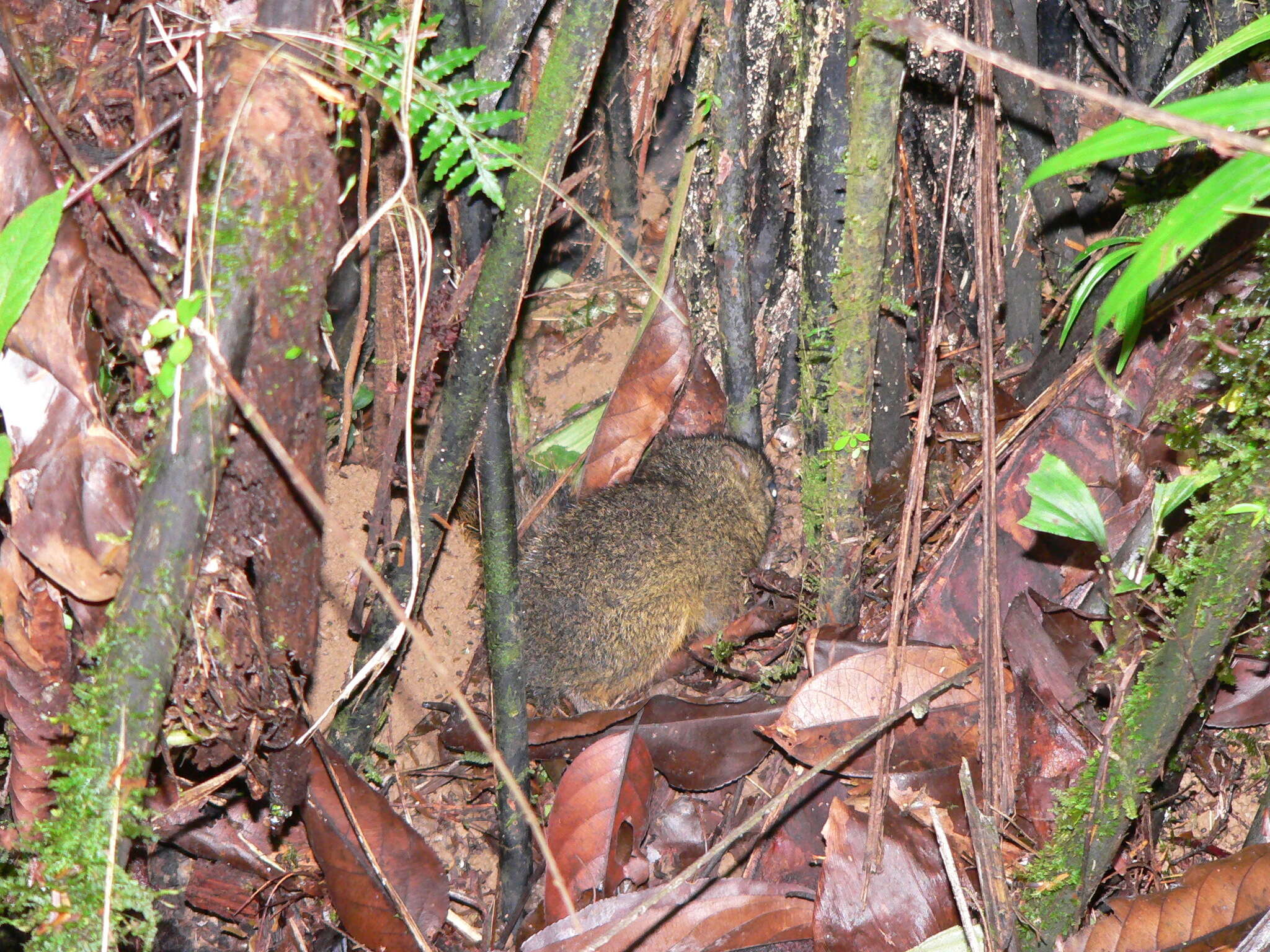 Imagem de Microsciurus J. A. Allen 1895