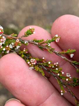 Image of Micromyrtus sessilis J. W. Green