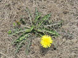 Image of Taraxacum mongolicum Hand.-Mazz.