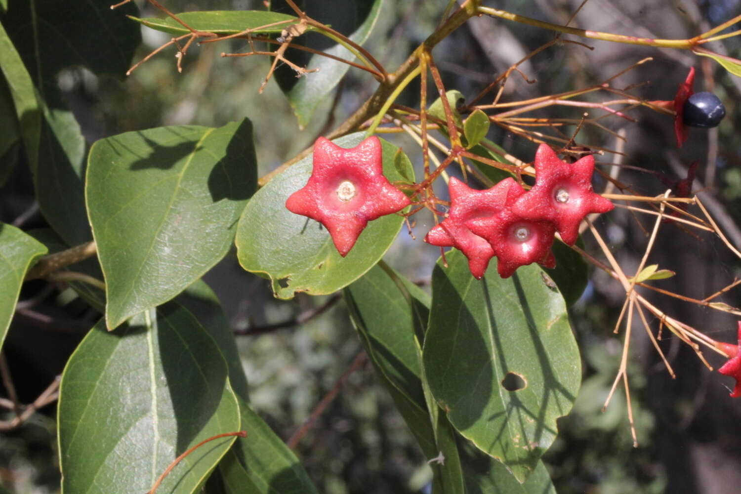 Imagem de Clerodendrum floribundum R. Br.