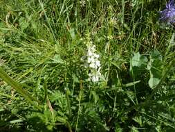 Image of Stachys recta subsp. subcrenata (Vis.) Briq.