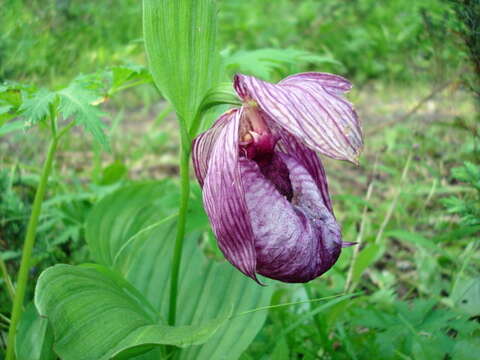 Image of Large-flowered Cypripedium