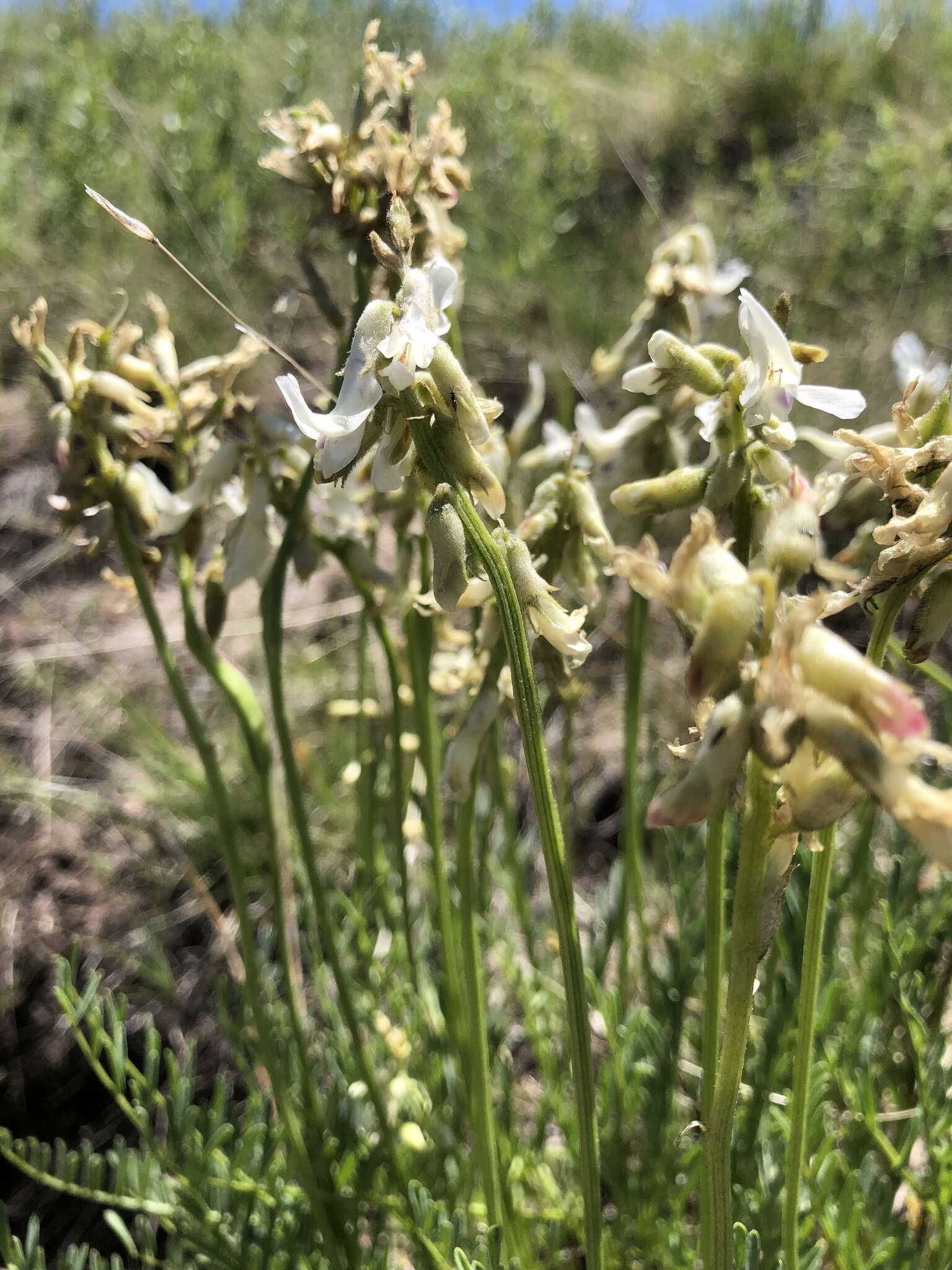 Imagem de Astragalus sheldonii (Rydb.) Barneby