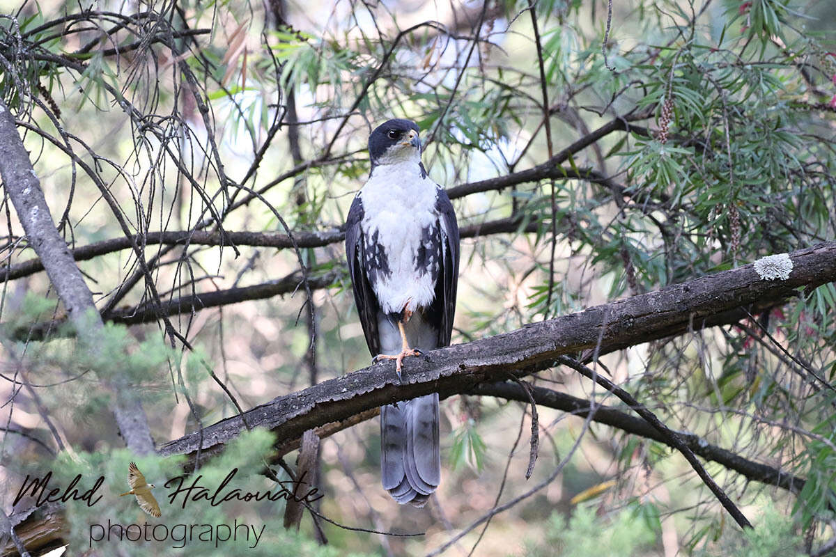 Image of Black Sparrowhawk