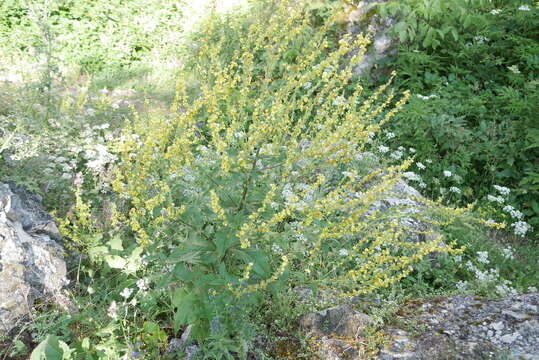 Image of Verbascum pyramidatum Bieb.