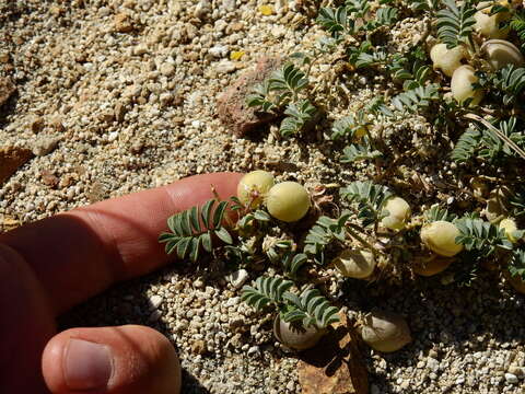 Imagem de Astragalus vesiculosus Clos