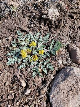 Plancia ëd Aulospermum longipes (S. Wats.) Coult. & Rose