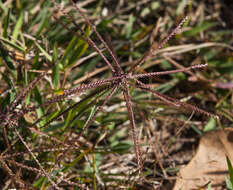 Plancia ëd Chloris verticillata Nutt.