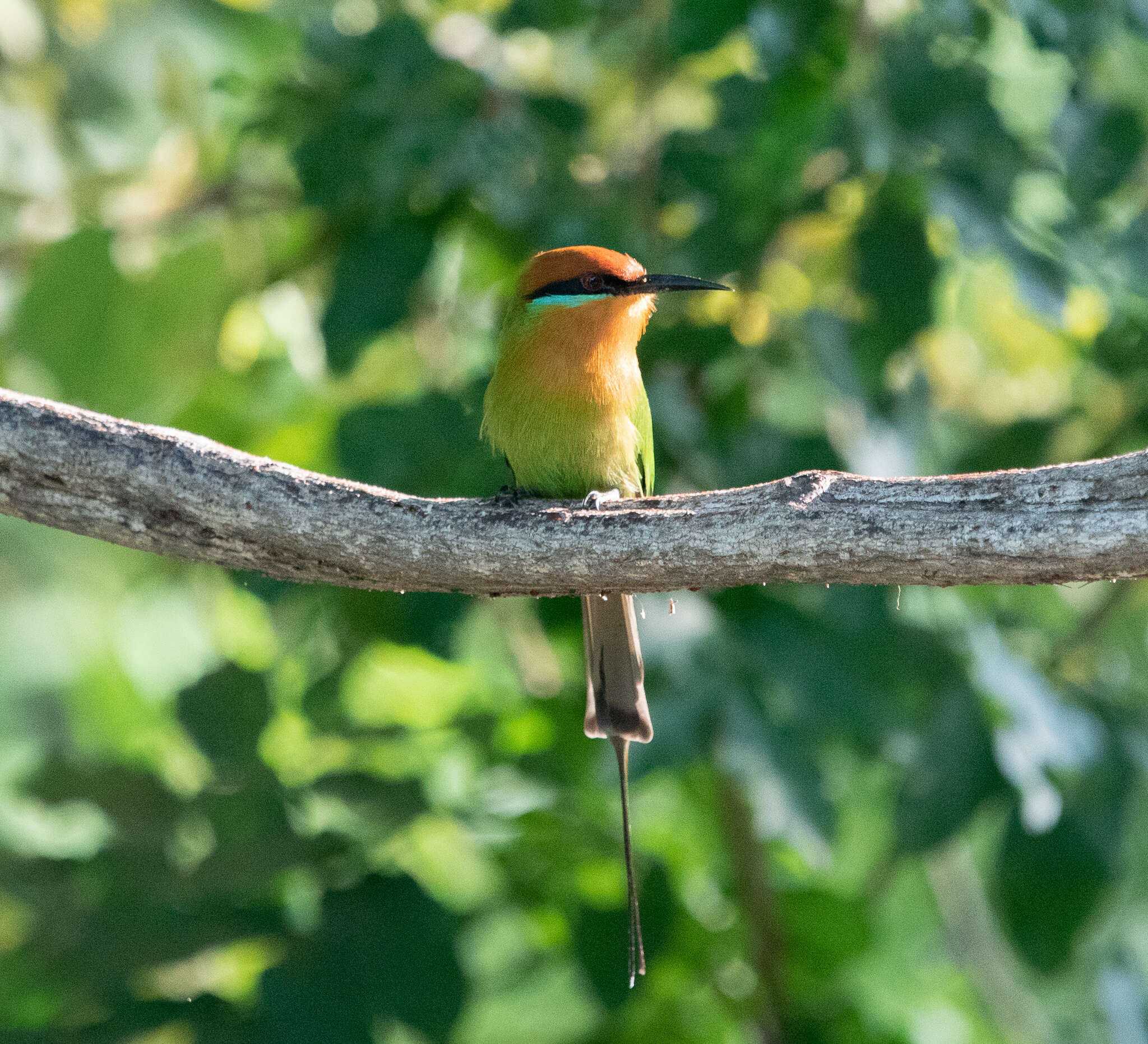 Image of Böhm's Bee-eater