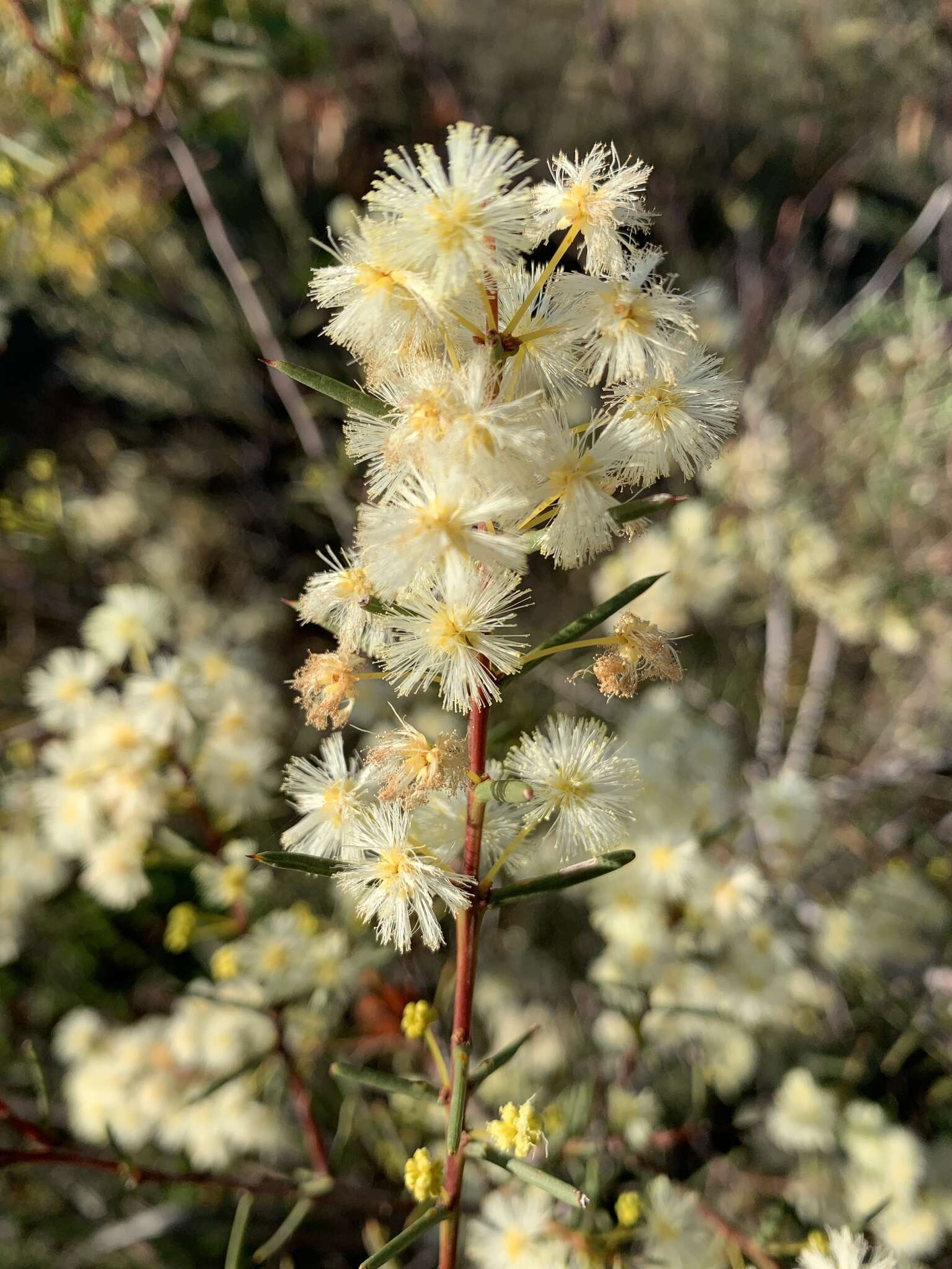 صورة Acacia genistifolia Link