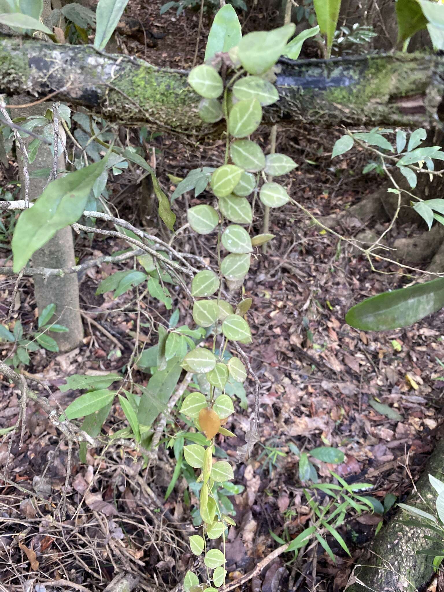 Image of Watermelon dischidia