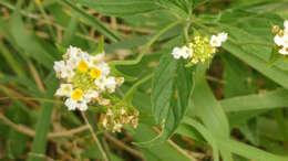 Image of hammock shrubverbena