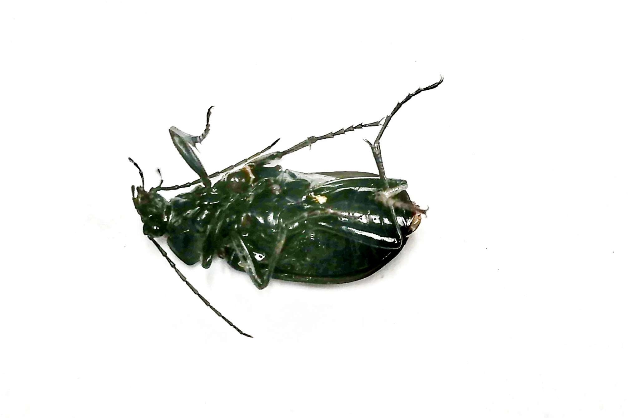 Image of Calosoma (Carabosoma) angulatum Chevrolat 1834