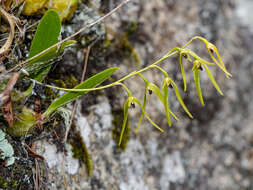 Image of Pineapple orchid