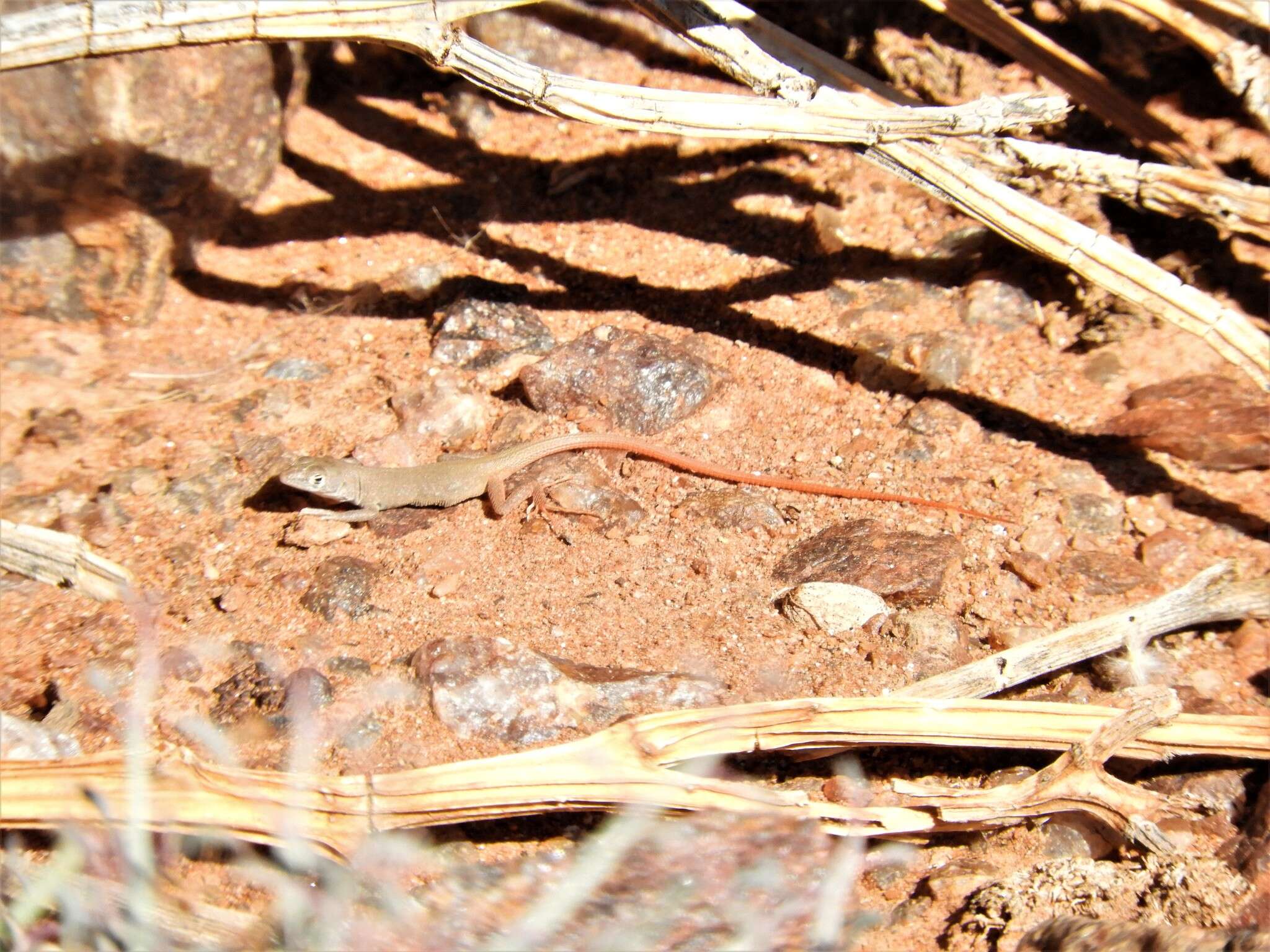 Image of Plain Sand Lizard