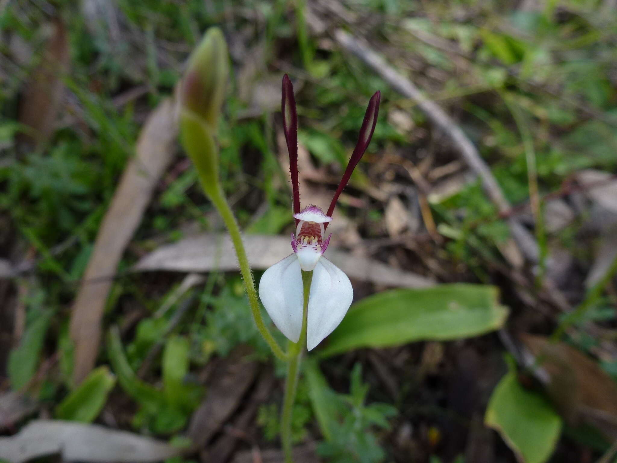 Image of Leptoceras menziesii (R. Br.) Lindl.