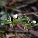 Imagem de Anemone trifolia subsp. albida (Mariz) Ulbr.