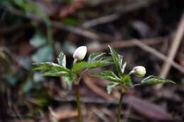 Imagem de Anemone trifolia subsp. albida (Mariz) Ulbr.