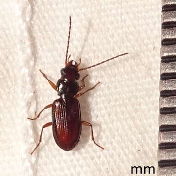 Bembidion (Trichoplataphus) grandiceps Hayward 1897的圖片