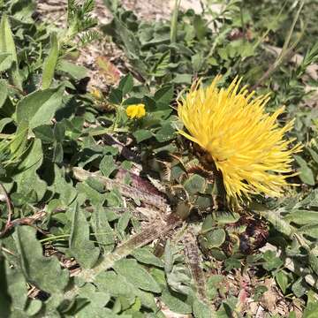 Image of Stemless Star Thistle