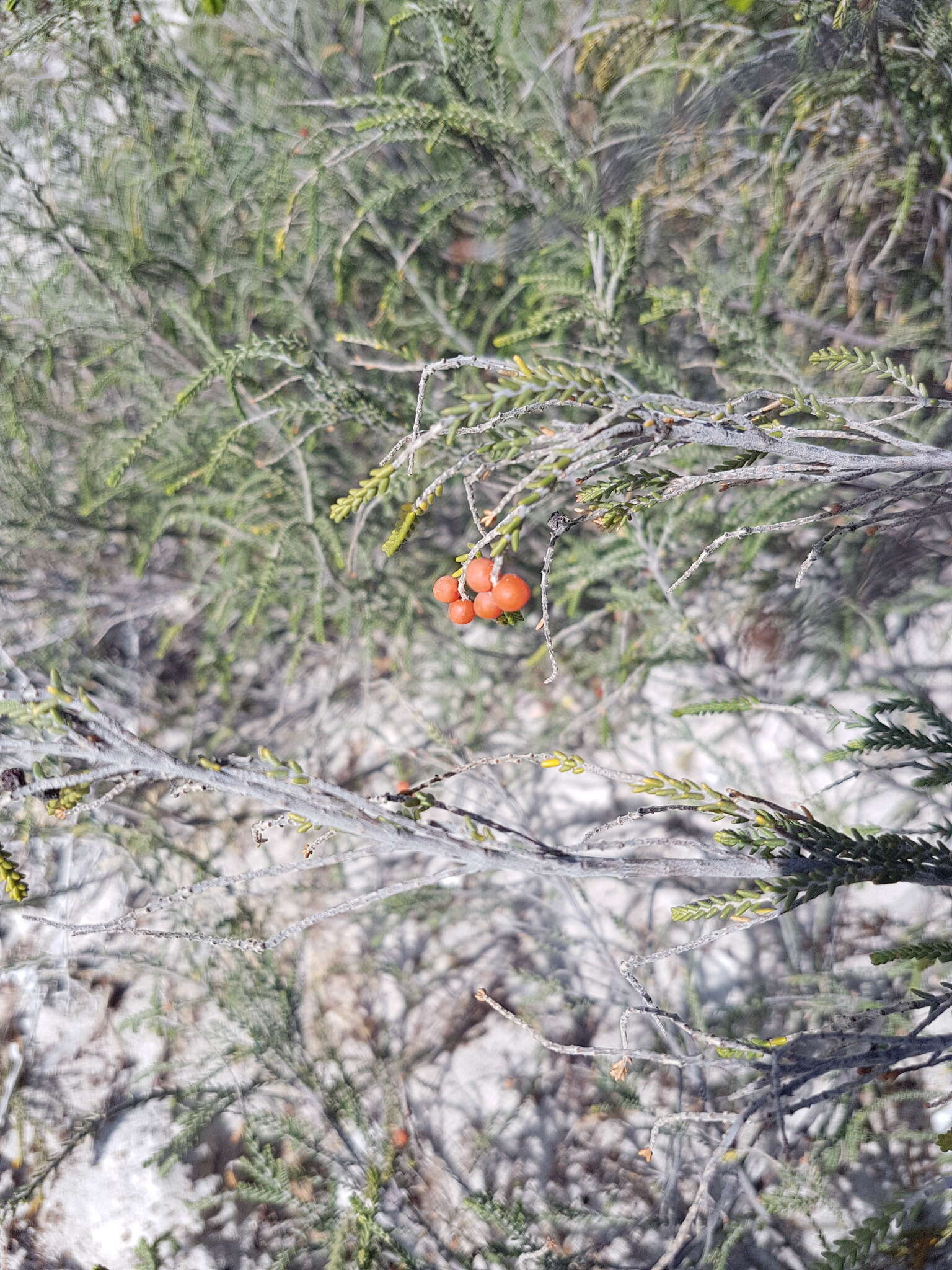 Image of Passerina ericoides L.