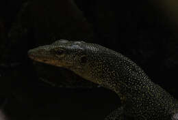 Image of Varanus rainerguentheri Ziegler, Böhme & Schmitz 2007