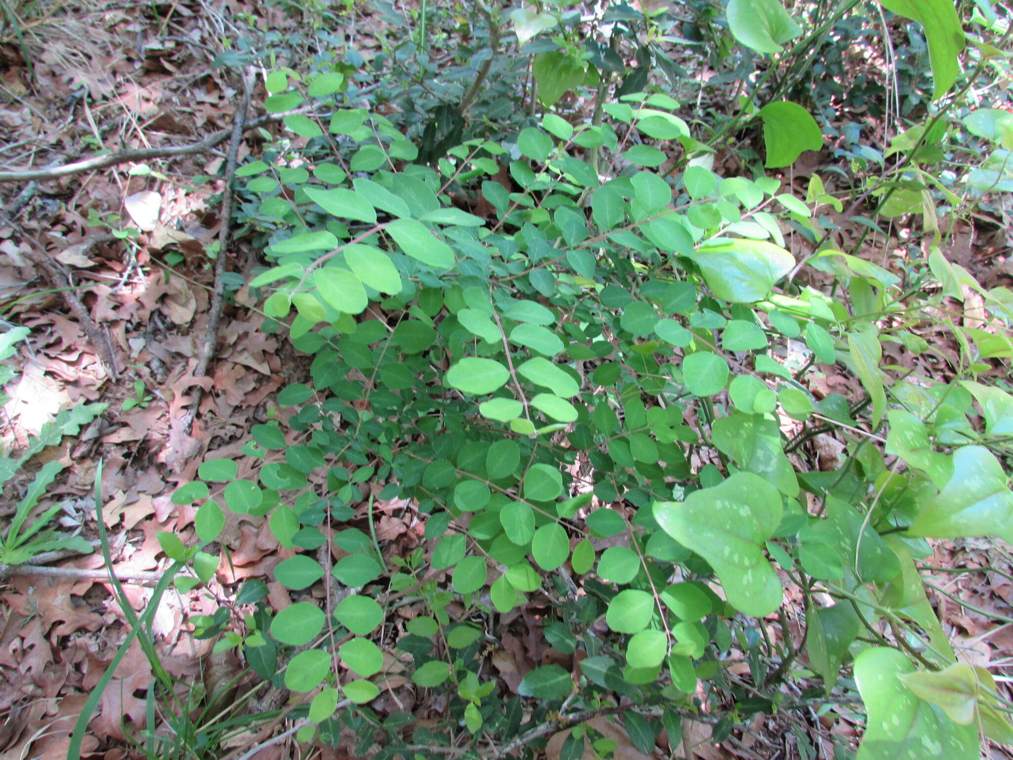 Sivun Symphoricarpos orbiculatus Moench kuva