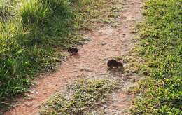 Image of Yellow-toothed cavy