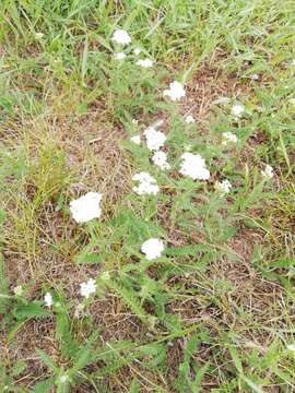 Achillea setacea Waldst. & Kit. resmi